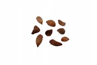 Nasiona i cebule - Nasiona Drzewko Truskawkowe bonsai chruścina owoce - miniaturka - grafika 1