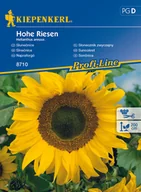 Nasiona i cebule - Słonecznik Zwyczajny Hohe Riesen - miniaturka - grafika 1