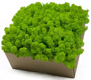 Mech Chrobotek Reniferowy PREMIUM DUŻE GŁOWY 500gr - Dekoracje domu - miniaturka - grafika 1