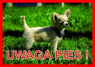 Odblaski i adresówki - Tabliczka UWAGA PIES! Laminowana Chihuahua - miniaturka - grafika 1