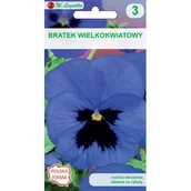 Nasiona i cebule - Bratek wielkokwiatowy niebieski z plamą W.Legutko - miniaturka - grafika 1
