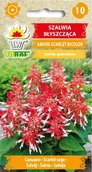 Nasiona i cebule - SZAŁWIA BŁYSZCZĄCA SANGRIA BIAŁO-CZERWONA 10 NASIO - miniaturka - grafika 1