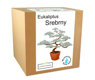 Zestawe do uprawy Eukaliptus niebieski srebrny - Nasiona i cebule - miniaturka - grafika 1