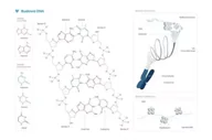 Mapy i plansze edukacyjne - Plakat schemat budowy DNA - Biomedica - miniaturka - grafika 1