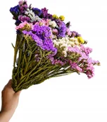 Sztuczne kwiaty - Zatrwian Wrębny Suszony Bukiet Naturalny Kwiaty - miniaturka - grafika 1