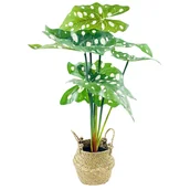 Sztuczne kwiaty - Alokazja, kwiat sztuczny w koszyku - miniaturka - grafika 1