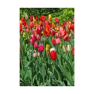 Nasiona i cebule - Tulipan Darwin mix 200szt. cebulki kwiatów - miniaturka - grafika 1