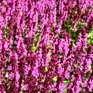 Szałwia omszona Różowa 'New Dimension Rose' (Salvia nemorosa) W Doniczce - Nasiona i cebule - miniaturka - grafika 1
