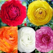 Nasiona i cebule - Zestaw Ranunculus jaskier azjatycki cebulki 25 szt. - miniaturka - grafika 1