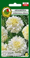 Nasiona i cebule - NASIONA AKSAMITKA ALBATROS WIELKOKW. KREMOWOBIAŁA - miniaturka - grafika 1