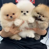 Rękodzieło - TEMU 1 szt. 40x40 cm/15,7x15,7 cal Bezramowa Zestaw do Malowania Diamentowego DIY 5D, Sztuka Diamentowa z , Pełne Lab-Wzrosłe Diamenty na Dekorację - miniaturka - grafika 1