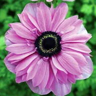 Nasiona i cebule - Anemon Zawilec St. Brigid Admiral cebulki 10 szt. - miniaturka - grafika 1