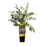 Kwiaty doniczkowe - Glicynia C2 mix - miniaturka - grafika 1