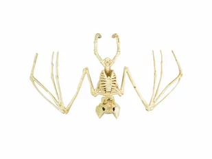 Dekoracja Szkielet Nietoperza - 30 cm - 1 szt. - Halloween - miniaturka - grafika 1