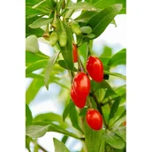 Sadzonki drzew krzewów - Jagoda Goji C1 mix - miniaturka - grafika 1