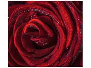 Fototapety - Oobrazy Fototapeta, Bordowa róża, 6 elementów, 268x240 cm - miniaturka - grafika 1