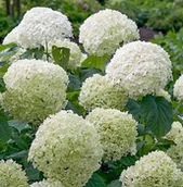 Kwiaty doniczkowe - Hortensja Strong Annabelle Białe Kule Sztywne Pędy Duża Doniczka 2L - miniaturka - grafika 1