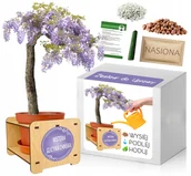 Nasiona i cebule - Zestaw do uprawy Bonsai Glicynia Chińska Wisteria - miniaturka - grafika 1