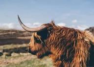 Plakaty - Highland Cow - Plakat - miniaturka - grafika 1