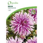Nasiona i cebule - Dalia Table Dancer 1 szt. cebulki kwiatów Geolia - miniaturka - grafika 1