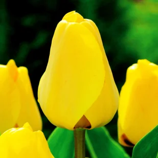 Tulipan Darwina Golden Apeldorn 5 szt Tulipany cebulki tulipanów - Nasiona i cebule - miniaturka - grafika 1