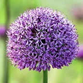 Nasiona i cebule - Allium Czosnek polski Stratos 1 szt. 16/18 cebule cebulki od producenta - miniaturka - grafika 1