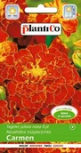 Nasiona i cebule - Plantico Aksamitka niska Carmen - miniaturka - grafika 1
