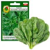 Nasiona i cebule - Szpinak Matador Uprawa Cały Rok Nasiona Bez Gmo - miniaturka - grafika 1