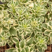 Nasiona i cebule - Rozchodnik 'Atlantis' - miniaturka - grafika 1