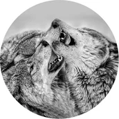 Obrazy i zdjęcia na płótnie - Obraz Glasspik koło Wolves fi 70 cm - miniaturka - grafika 1