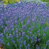 Nasiona i cebule - Kiepenkerl Lawenda wąskolistna Kiepenkerl 101205 - miniaturka - grafika 1
