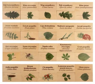 Pilch, gra edukacyjna Przyrodnicze Memory - gatunki drzew i krzewów - Gry planszowe - miniaturka - grafika 1