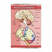 Mały naukowiec - Mózg człowieka anatomia plansza plakat - miniaturka - grafika 1