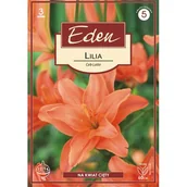 Nasiona i cebule - Lilia podwójna Ceb Latte 3 sztuki Eden - miniaturka - grafika 1