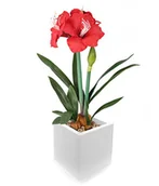 Sztuczne kwiaty - 'Closer to Nature sztuczny 3,5 cm czerwony amarylis roślina – seria sztucznych jedwabiu i drzew - miniaturka - grafika 1