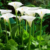 Nasiona i cebule - Zantedeschia Kalla Aetiopica 1 szt cebulki cebule - miniaturka - grafika 1