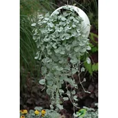 Kwiaty doniczkowe - Dichondra - miniaturka - grafika 1