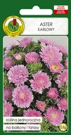 Nasiona i cebule - Aster Karłowy Różowy Na Rabaty Kwiat Nasiona - miniaturka - grafika 1