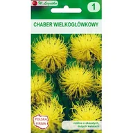 Nasiona i cebule - Chaber wielkogłówkowy żółty 80-100 cm W.Legutko - miniaturka - grafika 1