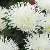 Nasiona i cebule - Aster chiński igiełkowy Beata - biały nasiona - miniaturka - grafika 1