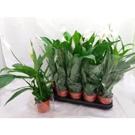 Kwiaty doniczkowe - Skrzydłokwiat D12 - miniaturka - grafika 1