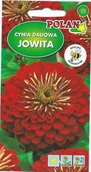 Nasiona i cebule - Cynia daliowa Jowita czerwona 1 g POLAN - miniaturka - grafika 1