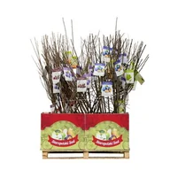 Kwiaty doniczkowe - Drzewko owocowe w balocie Grusza dawne odmiany wys. 160-170 cm - miniaturka - grafika 1