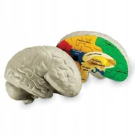 Łamigłówki - Mózg model mózgu z pianki anatomia - miniaturka - grafika 1
