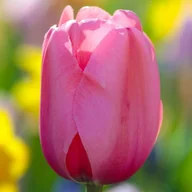 Nasiona i cebule - Tulipan Darwina polski Pink Impression 5 szt. 11/12 cebulki tulipanów - miniaturka - grafika 1