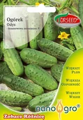 Nasiona i cebule - Nasiona Ogórek gruntowy konserwowy Odys F1 NANO- Torseed - miniaturka - grafika 1