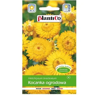 KOCANKA OGRODOWA ŻÓŁTA nasiona kwiatów 1g - Nasiona i cebule - miniaturka - grafika 1