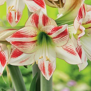 Hippeastrum Amarylis Ambiance 1 szt Cebula - Nasiona i cebule - miniaturka - grafika 1