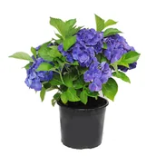 Kwiaty doniczkowe - Hortensja macrophylla - miniaturka - grafika 1