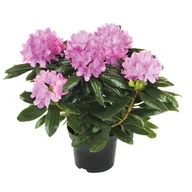 Kwiaty doniczkowe - Różanecznik Rhododendron - miniaturka - grafika 1